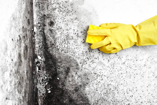 Best Basement Mold Removal  in Fern Acres, HI