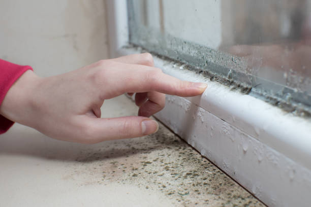 Best Emergency Mold Remediation  in Fern Acres, HI