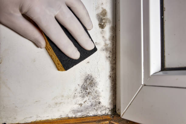 Best Crawl Space Mold Remediation  in Fern Acres, HI
